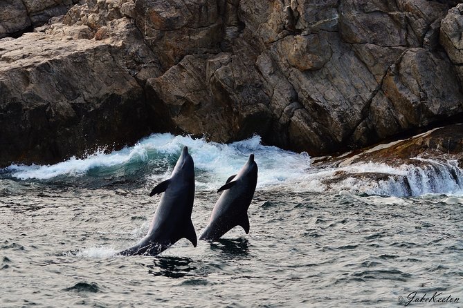 Whale, Dolphin & Penguin Island Cruise - Dolphins Are the Most Reliable Stars