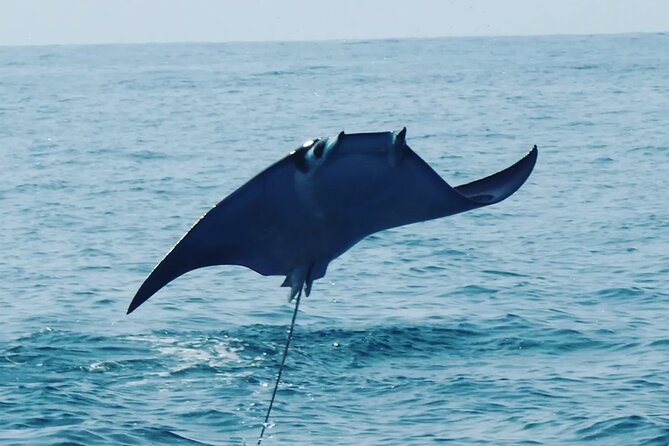 Whale & Dolphin Watching - Key points before you book