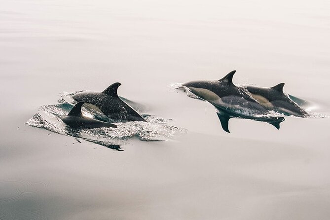 Whale & Dolphin Watching Boat Trip in Tenerife On a Sailing Boat (3 Hr) - Key points before you book