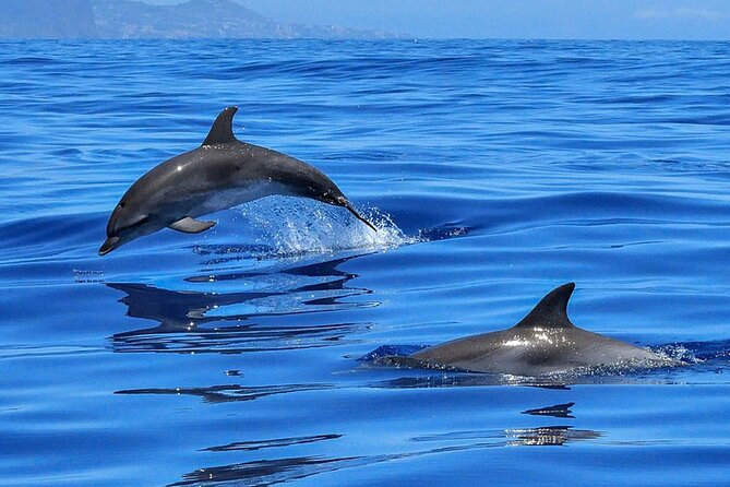 Whale & Dolphin Watching Boat Trip in Tenerife On a Sailing Boat (3 Hr) - Booking and cancellation details worth knowing