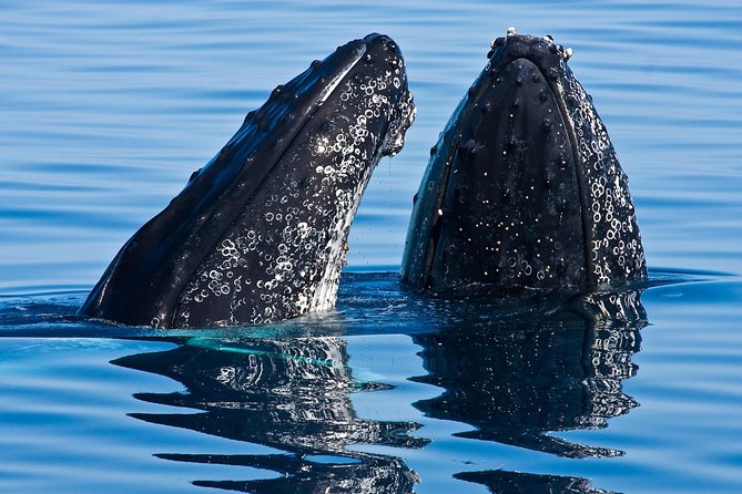 Whale & Dolphin Watching Cruise in Puerto Vallarta All Inclusive - Quick facts before you book