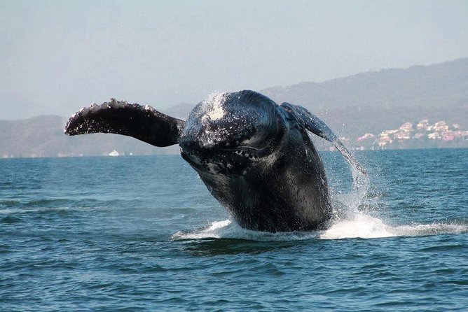 Whale & Dolphin Watching Cruise in Puerto Vallarta All Inclusive - Dolphins, sea lions, and the wider bay