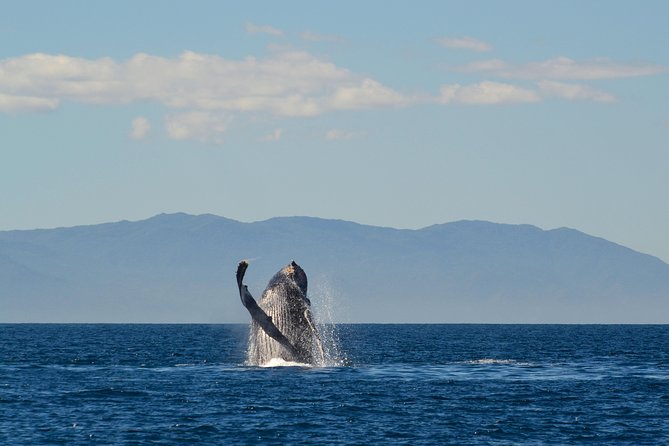 Whale & Dolphin Watching Cruise in Puerto Vallarta All Inclusive - Boat size, seating, and the view