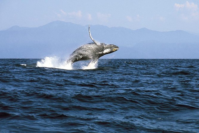 Whale & Dolphin Watching Cruise in Puerto Vallarta All Inclusive - What the 4 hours 30 minutes really means