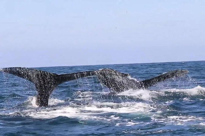 Whale & Dolphin Watching Cruise in Puerto Vallarta All Inclusive - Who should book this cruise?