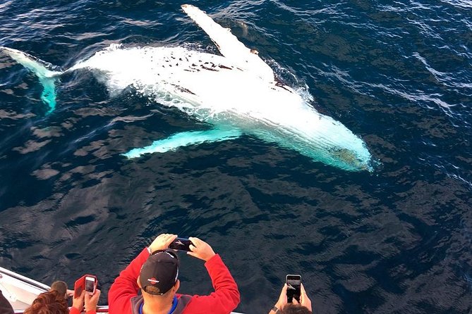 Whale & Dolphin Watching Cruise in Puerto Vallarta All Inclusive - Searching for humpback whales in the bay