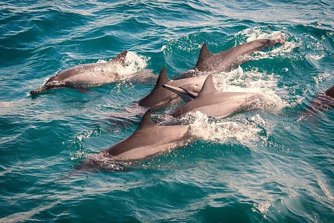 Whale & Dolphin Watching Day Tour including Handunugoda Teafactory - Dolphins, whales, and the reality of open water