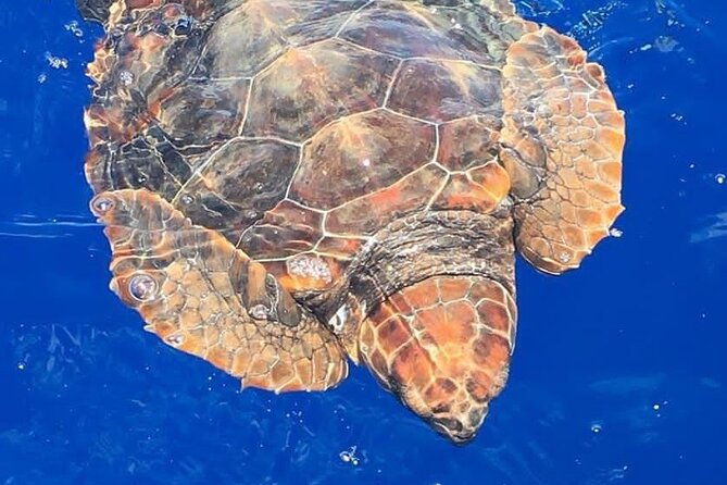 Whale & Dolphin Watching in Madeira - Key Points Before You Book