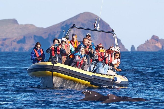 Whale & Dolphin Watching in Madeira - Setting Out From Caniçal and the Hotel Marina Quinta do Lorde