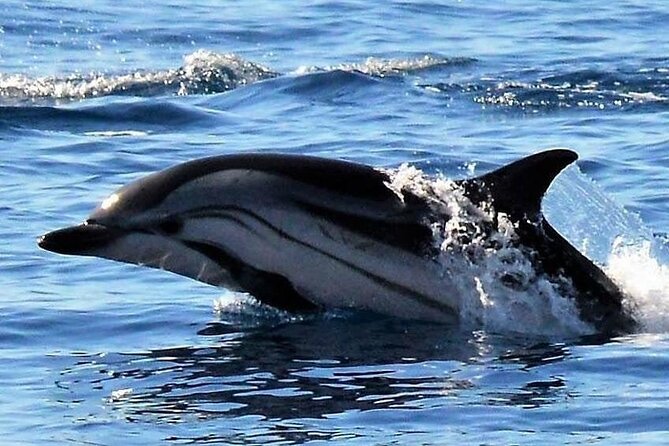 Whale & Dolphin Watching in Madeira - What the Two-Hour Format Means for Your Day