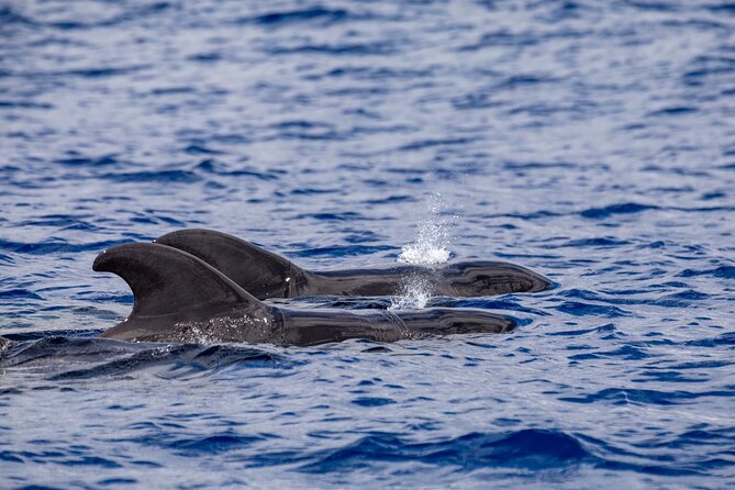 Whale & Dolphin Watching in Madeira - Price, Group Size, and What You Actually Receive