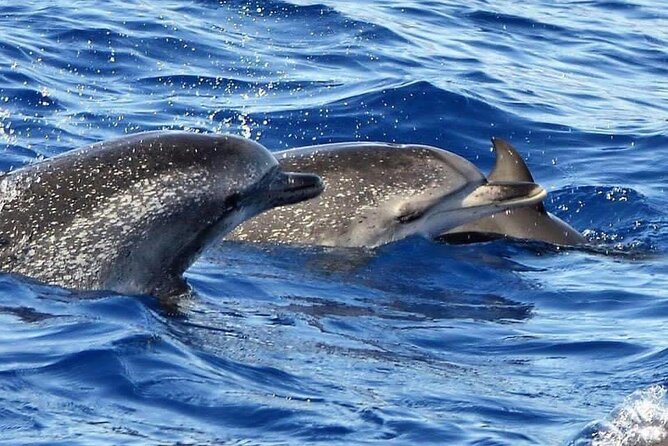 Whale & Dolphin Watching in Madeira - Practical Tips for a Better Trip