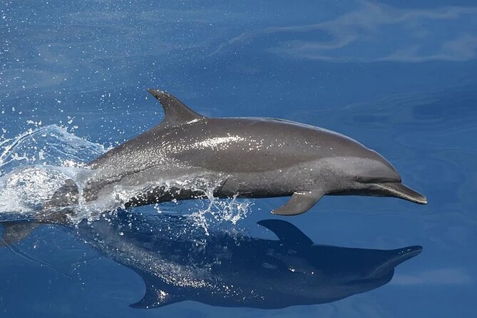 Whale & Dolphin Watching in Tenerife (Puerto Colon) On a Large Catamaran - Setting out from Puerto Colón
