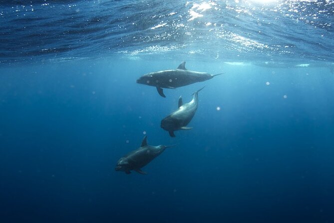 Whale & Dolphin Watching in Tenerife (Puerto Colon) On a Large Catamaran - What the open bar adds to the price