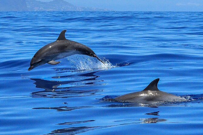Whale & Dolphin Watching in Tenerife (Puerto Colon) On a Large Catamaran - Life aboard a large catamaran