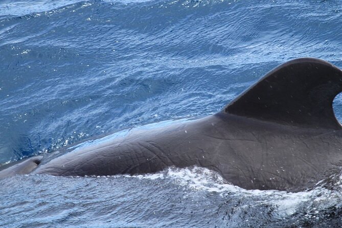 Whale & Dolphin Watching in Tenerife (Puerto Colon) On a Large Catamaran - Who will enjoy this catamaran most?