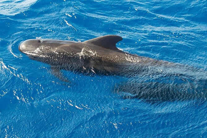 Whale & Dolphin Watching in Tenerife (Puerto Colon) On a Large Catamaran - Should you book this Tenerife boat trip?