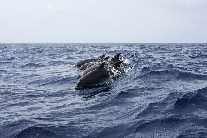 Whale & Dolphin Watching in Tenerife (Puerto Colon) On a Large Catamaran - A swim stop in a small bay