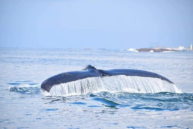 Whale & Dolphin Watching Tour in Trincomalee | Scenic Boat Ride - Searching for blue whales and sperm whales