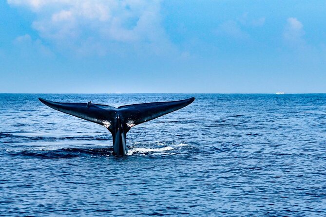 Whale & Dolphin Watching Trincomalee - Key points at a glance