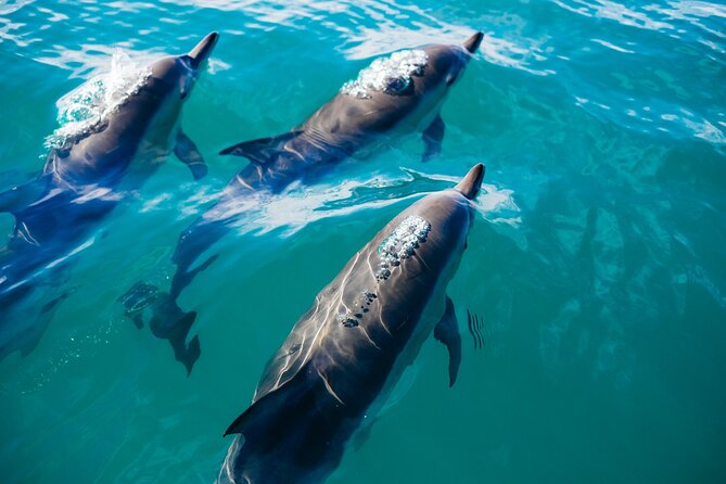 Whale & Dolphin Watching Trincomalee - Leaving Trincomalee or Nilaveli before sunrise