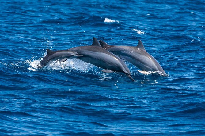 Whale & Dolphin Watching Trincomalee - Blue whales, dolphins, and realistic expectations