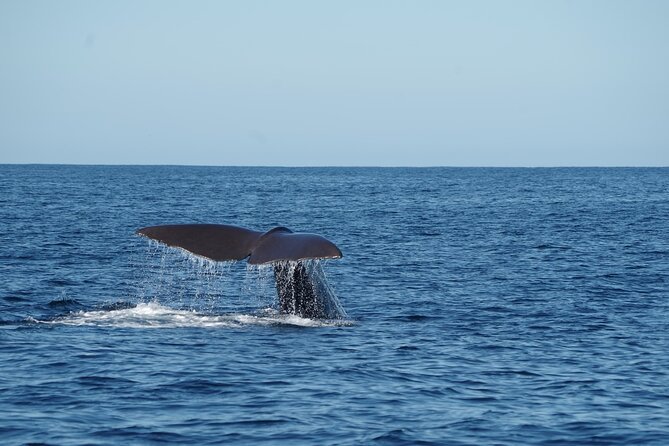 Whale & Dolphin Watching Trincomalee - Breakfast makes the early start easier