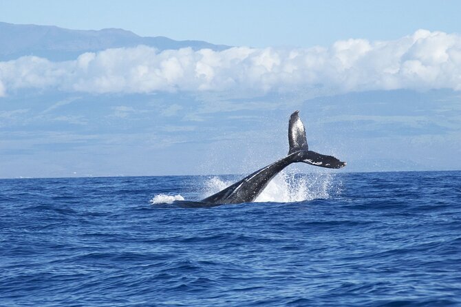 Whale & Dolphin Watching Trincomalee - Who will enjoy this boat trip most?
