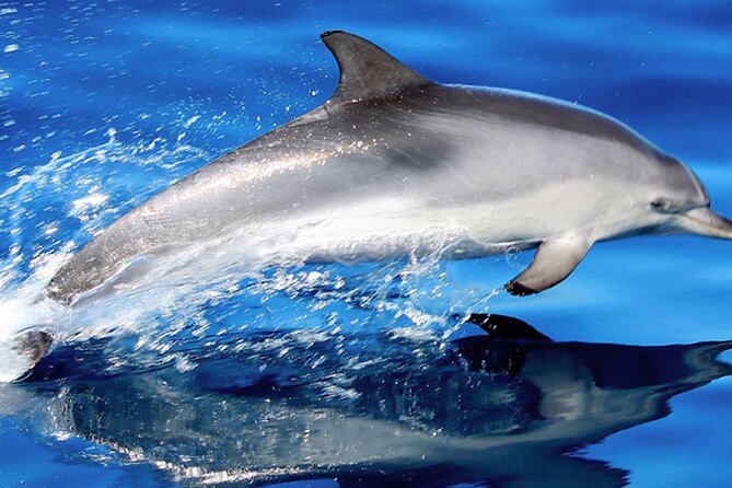 Whale & Dolphin Watching With Mustcat Virgin Coast Trip On a Large Catamaran - Key points to know before booking