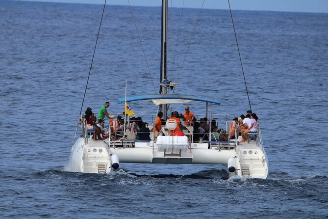 Whale & Dolphin Watching With Mustcat Virgin Coast Trip On a Large Catamaran - What the three-hour Mustcat trip is really like