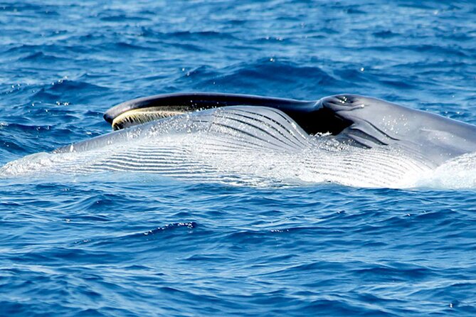 Whale & Dolphin Watching With Mustcat Virgin Coast Trip On a Large Catamaran - The open bar and food: where the price starts to make sense