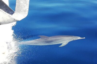 Whale & Dolphin Watching With Mustcat Virgin Coast Trip On a Large Catamaran