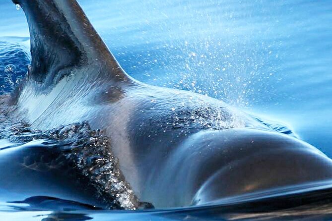 Whale & Dolphin Watching With Mustcat Virgin Coast Trip On a Large Catamaran - Who will get the most from this Tenerife boat trip?