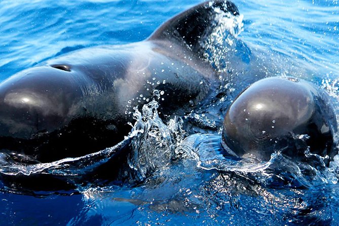 Whale & Dolphin Watching With Mustcat Virgin Coast Trip On a Large Catamaran - Timing, booking, and practical points