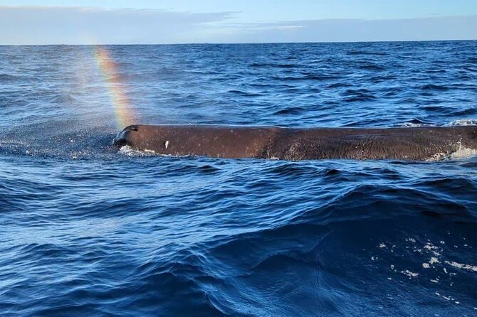 Whale Dream ltd - Whales watching and swim with dolphins - Key points at a glance