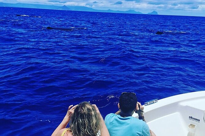 Whale Dream ltd - Whales watching and swim with dolphins - Why the 6am start matters off Mauritius