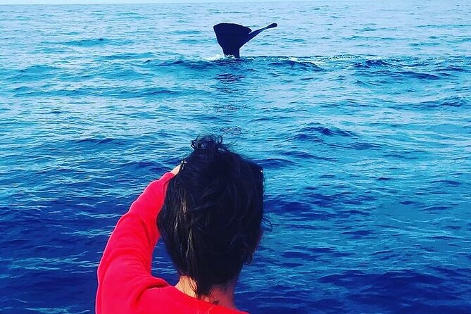 Whale Dream ltd - Whales watching and swim with dolphins - Searching for sperm whales with a hydrophone