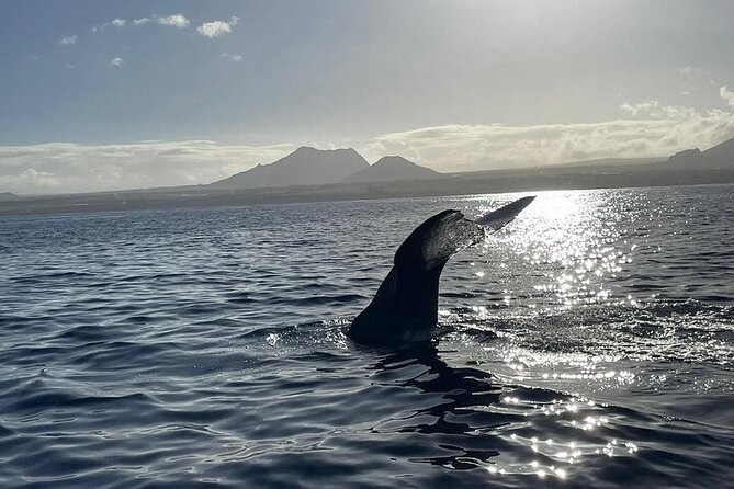 Whale Dream ltd - Whales watching and swim with dolphins - Dolphin watching and swimming near the bay