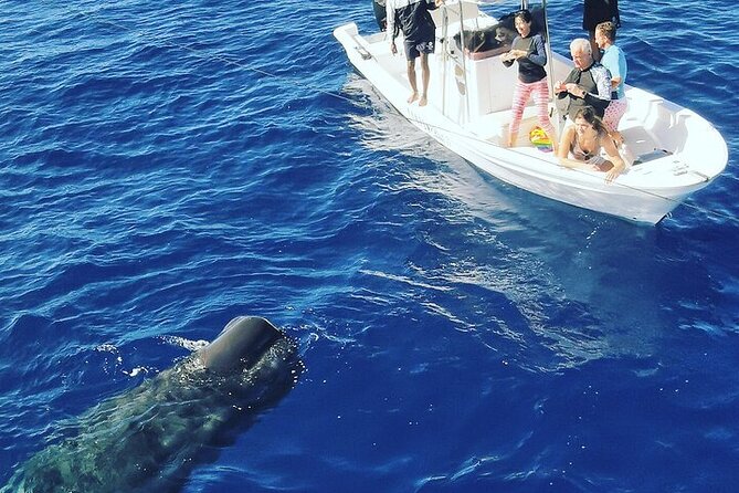Whale Dream ltd - Whales watching and swim with dolphins - Booking, cancellations, and weather