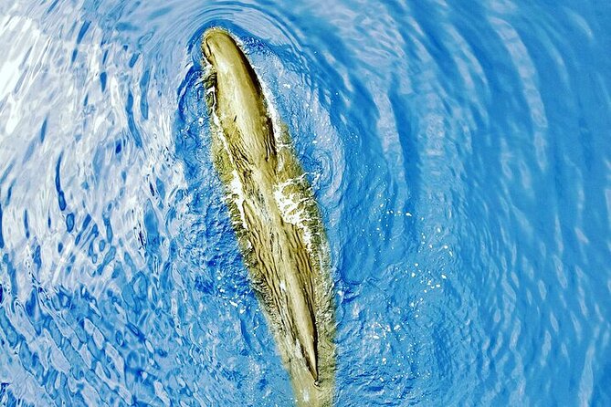 Whale Dream ltd - Whales watching and swim with dolphins - Meeting the boat at Rivière Noire