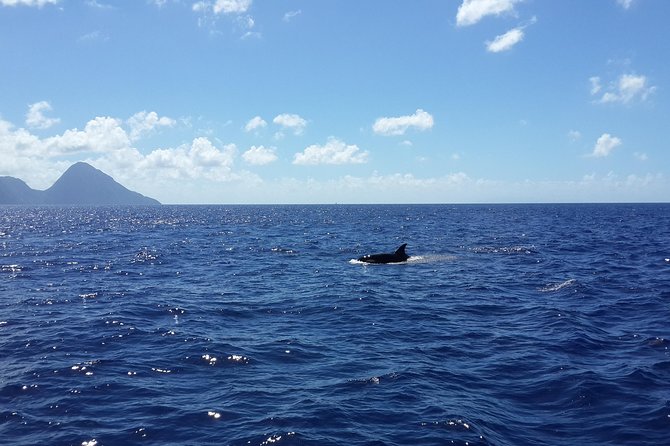 Whale Watching and Dolphin Spotting Cruise - Searching the northern waters for whales