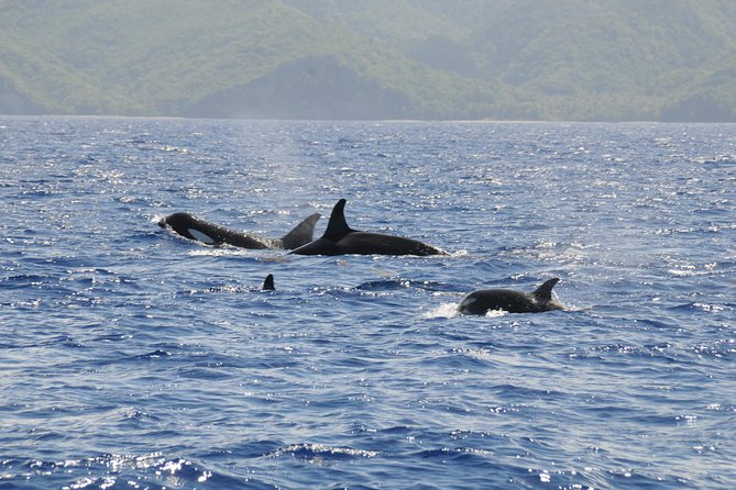 Whale Watching and Dolphin Spotting Cruise - The quiet stretches between sightings