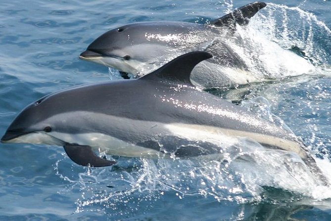 Whale Watching and Dolphin Spotting Cruise - Drinks, seating, and what to pack