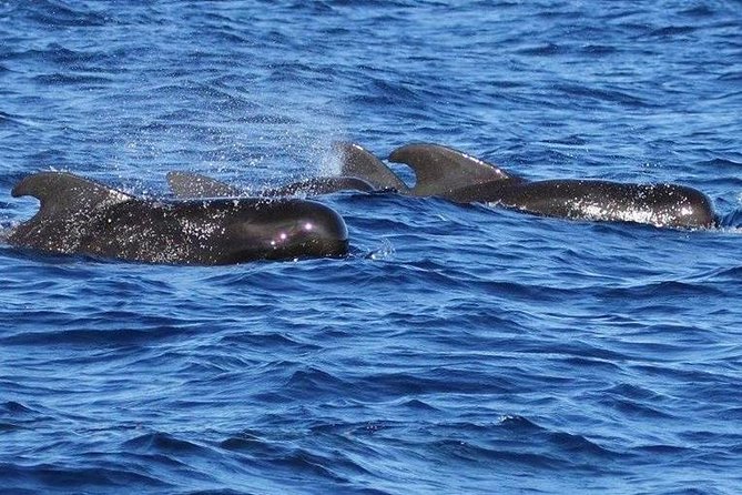 Whale Watching and Dolphin Spotting Cruise - The northern coast from offshore