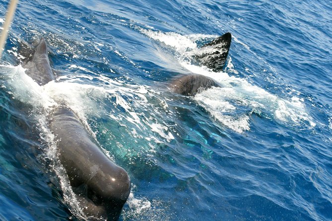 Whale Watching and Dolphin Spotting Cruise - Is $88 a fair price?