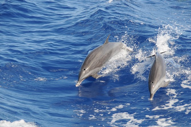 Whale Watching and Dolphin Spotting Cruise - What a good sighting feels like