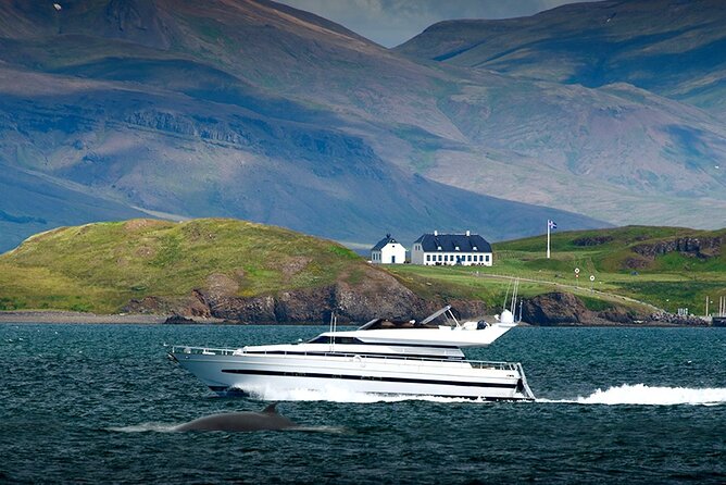 Whale Watching & Dolphin Yacht Cruise - The yacht’s best feature is choice