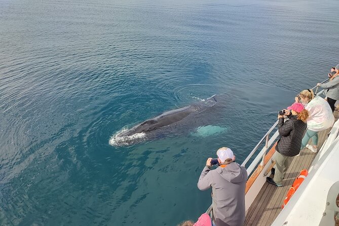 Whale Watching & Dolphin Yacht Cruise - Three hours can feel short or long