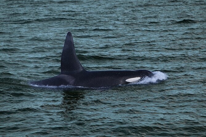 Whale Watching & Dolphin Yacht Cruise - Views beyond the whales