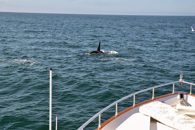 Whale Watching & Dolphin Yacht Cruise - Who should choose this cruise?